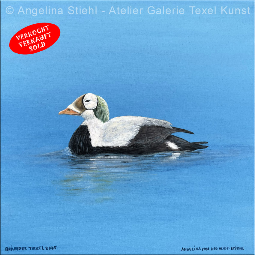 Gem&auml;lde Pl&uuml;schkopfente Texel von der Texeler bildenden K&uuml;nstlerin Angelina Stiehl